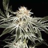 SOLO RYDER · Sagarmatha Seeds · graines de cannabis · AutoFem