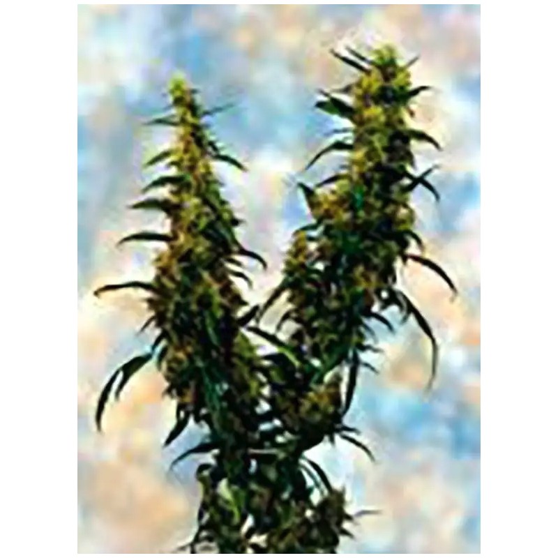 WESTERN WINDS KALI MIST · Sagarmatha Seeds · graines de cannabis · Fem