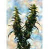 WESTERN WINDS KALI MIST · Sagarmatha Seeds · graines de cannabis · Fem
