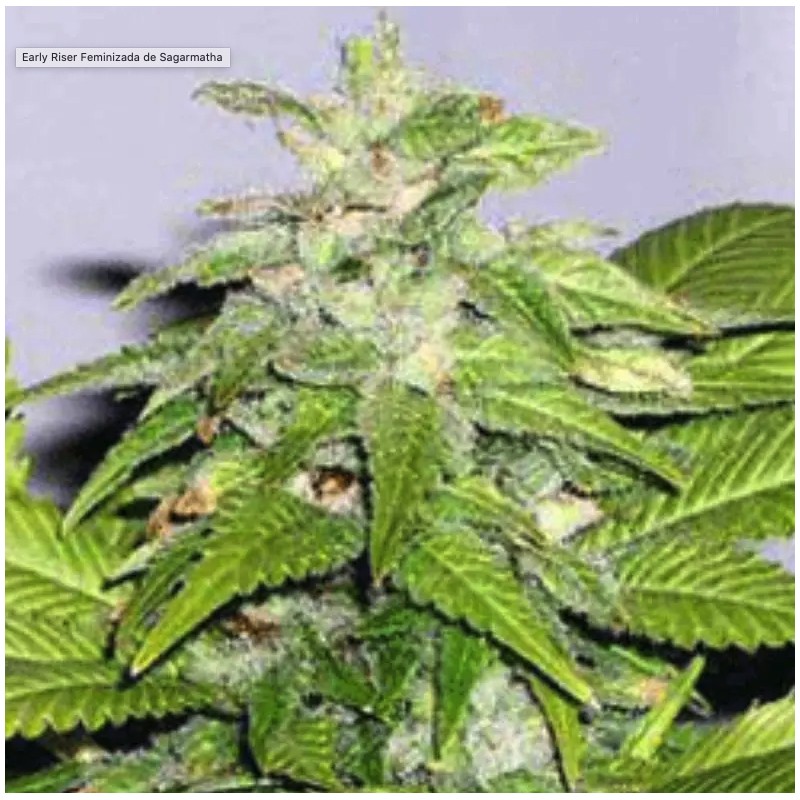 EARLY RISER · Sagarmatha Seeds · sementes de maconha · Fem