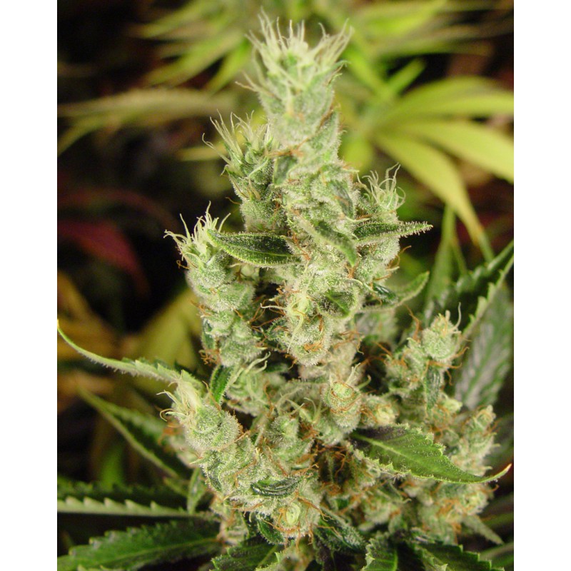 AMNESIA HAZE · Soma Seeds · graines de cannabis · Fem