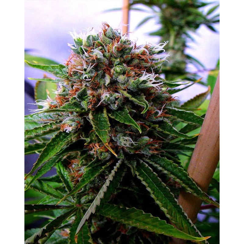 BUDDHA SISTER · Soma Seeds · cannabis seeds · Fem