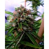 BUDDHA SISTER · Soma Seeds · sementes de maconha · Fem