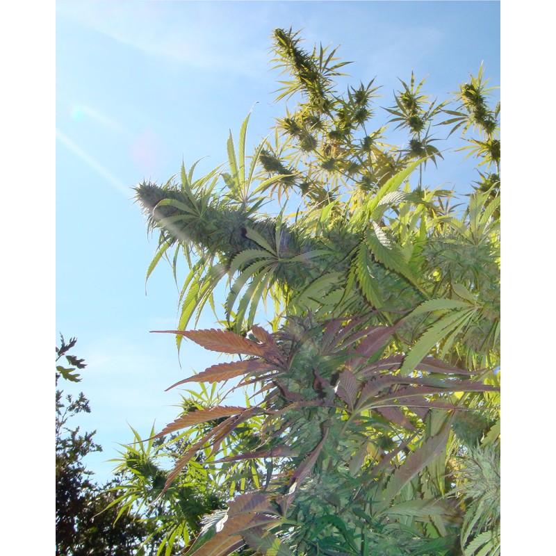 KUSHADELIC · Soma Seeds · graines de cannabis · Fem