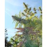 KUSHADELIC · Soma Seeds · graines de cannabis · Fem