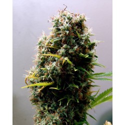 KUSHADELIC · Soma Seeds · graines de cannabis · Fem