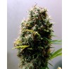 KUSHADELIC · Soma Seeds · graines de cannabis · Fem