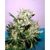 NYC DIESEL · Soma Seeds · cannabis samen · Fem
