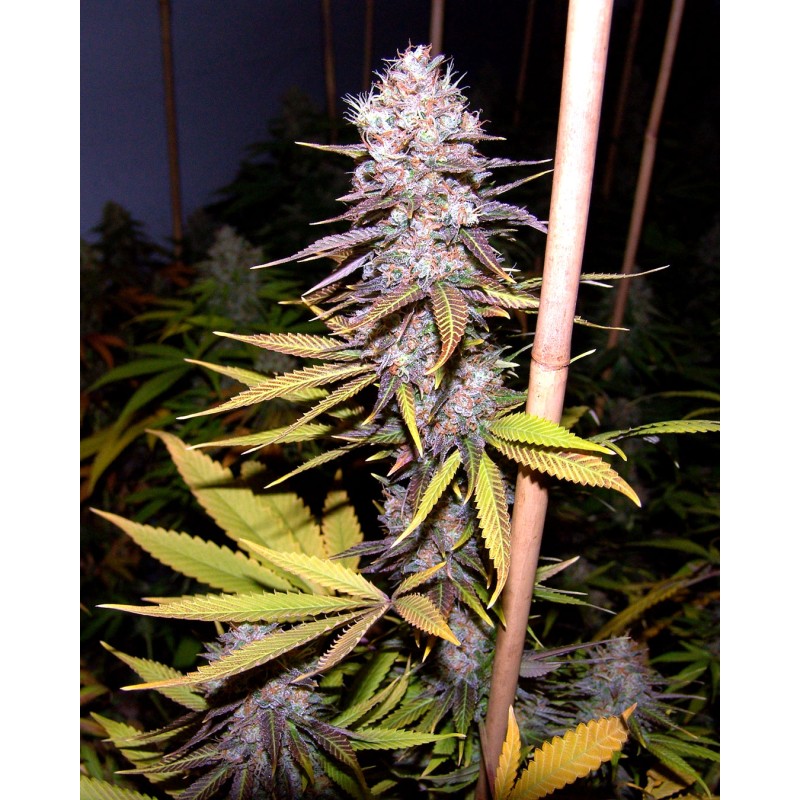 LAVENDER · Soma Seeds · graines de cannabis · Fem