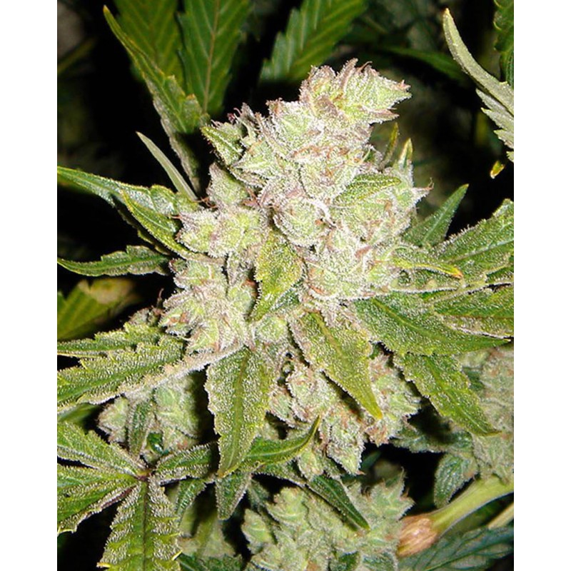 SOGOUDA · Soma Seeds · cannabis seeds · Fem