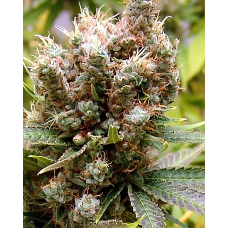 SOMALICIOUS · Soma Seeds · graines de cannabis · Fem