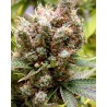 SOMALICIOUS · Soma Seeds · graines de cannabis · Fem