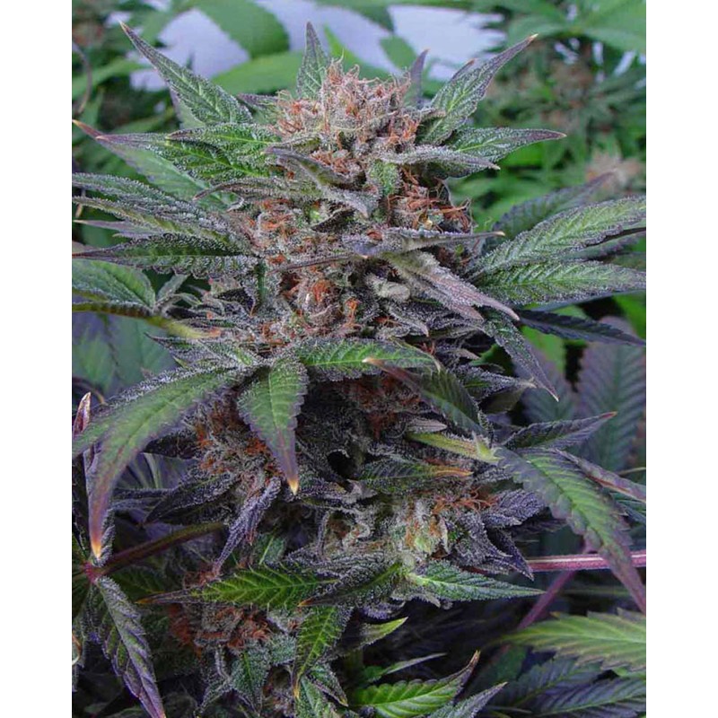 SOMANGO · Soma Seeds · sementes de maconha · Fem
