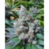 SOMARI · Soma Seeds · graines de cannabis · Fem