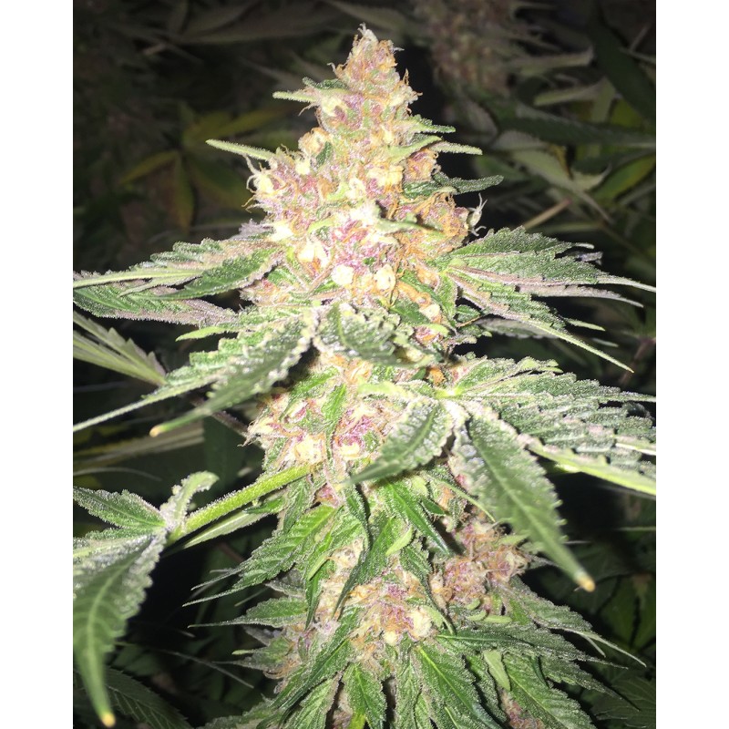 5 G · Soma Seeds · cannabis samen · Fem