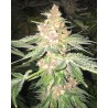 5 G · Soma Seeds · cannabis samen · Fem