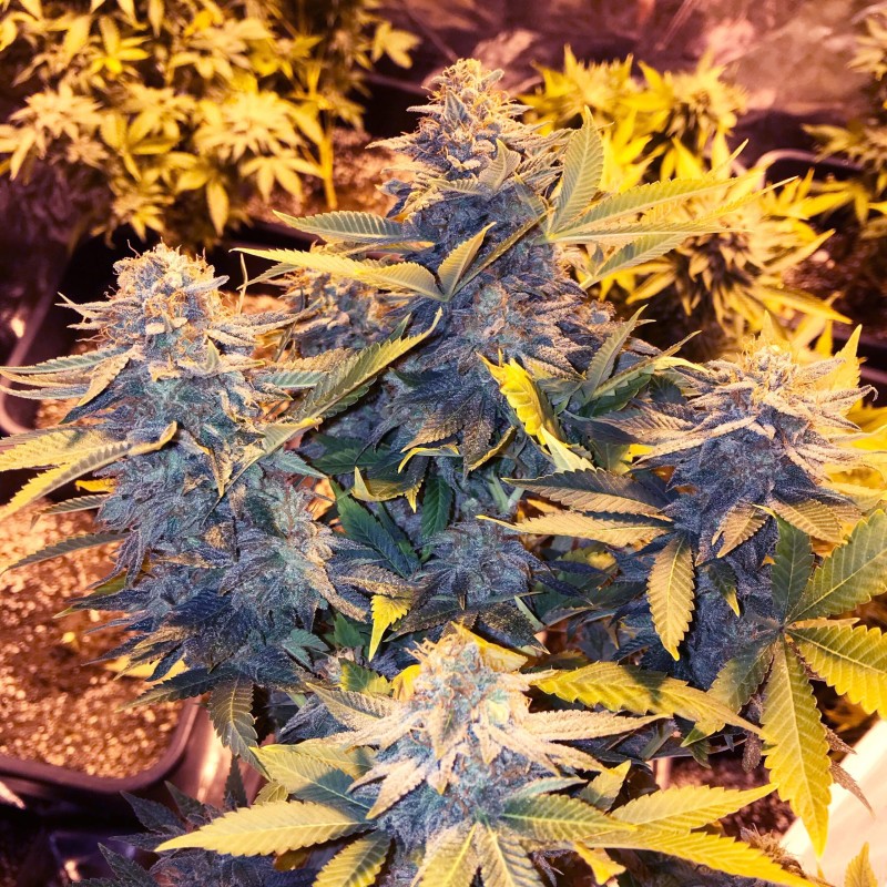 SOMANGO PINEAPPLE · Soma Seeds · graines de cannabis · Fem