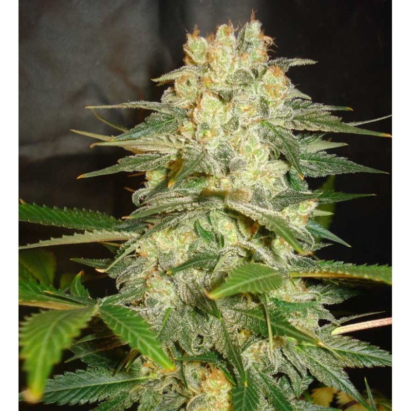 AFGHAN KUSH RYDER · World Of Seeds · cannabis seeds · AutoFem