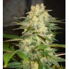 AFGHAN KUSH RYDER · World Of Seeds · cannabis seeds · AutoFem