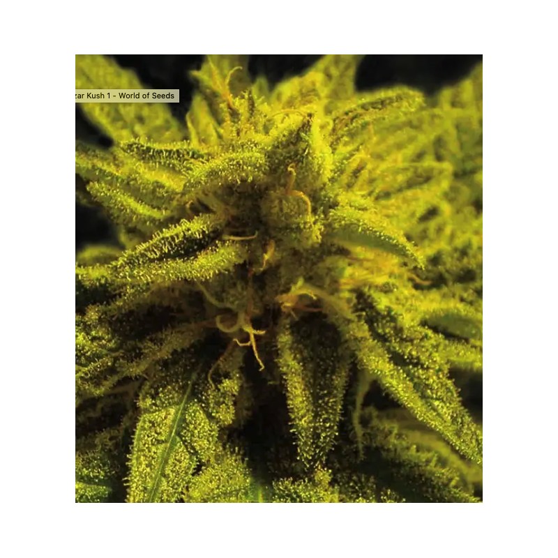 MAZAR KUSH · World Of Seeds · cannabis seeds · Fem