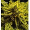 MAZAR KUSH · World Of Seeds · graines de cannabis · Fem