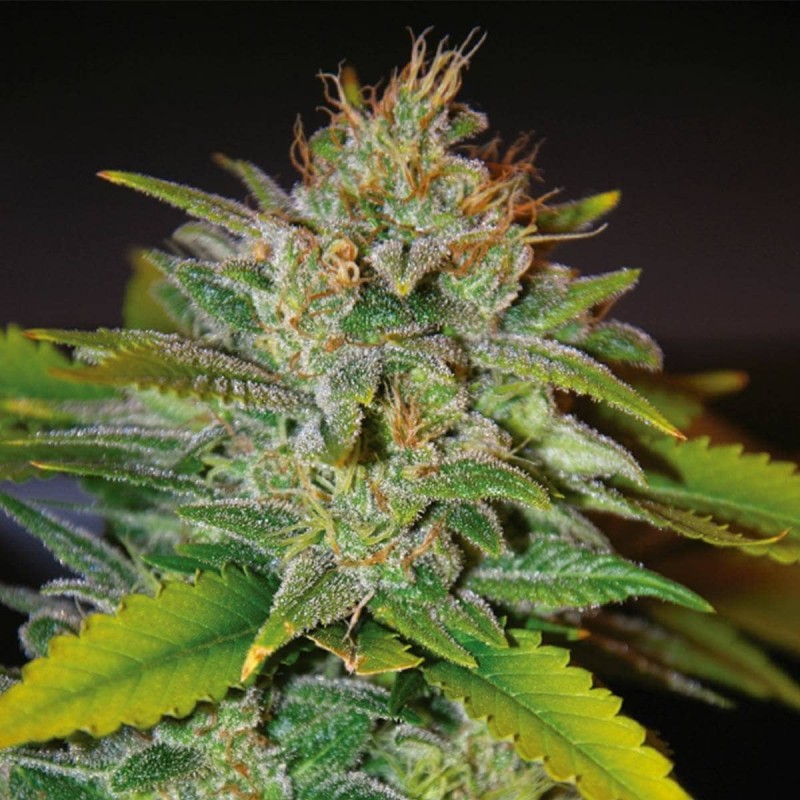 SKUNK 47 · World Of Seeds · graines de cannabis · Fem