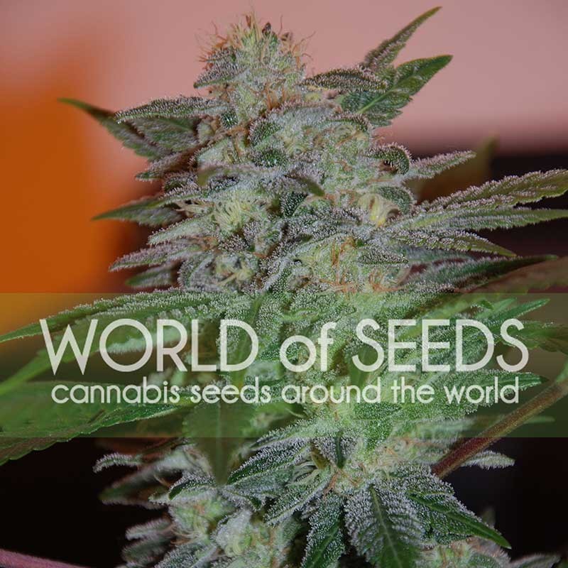 YUMBOLT 47 · World Of Seeds · graines de cannabis · Fem