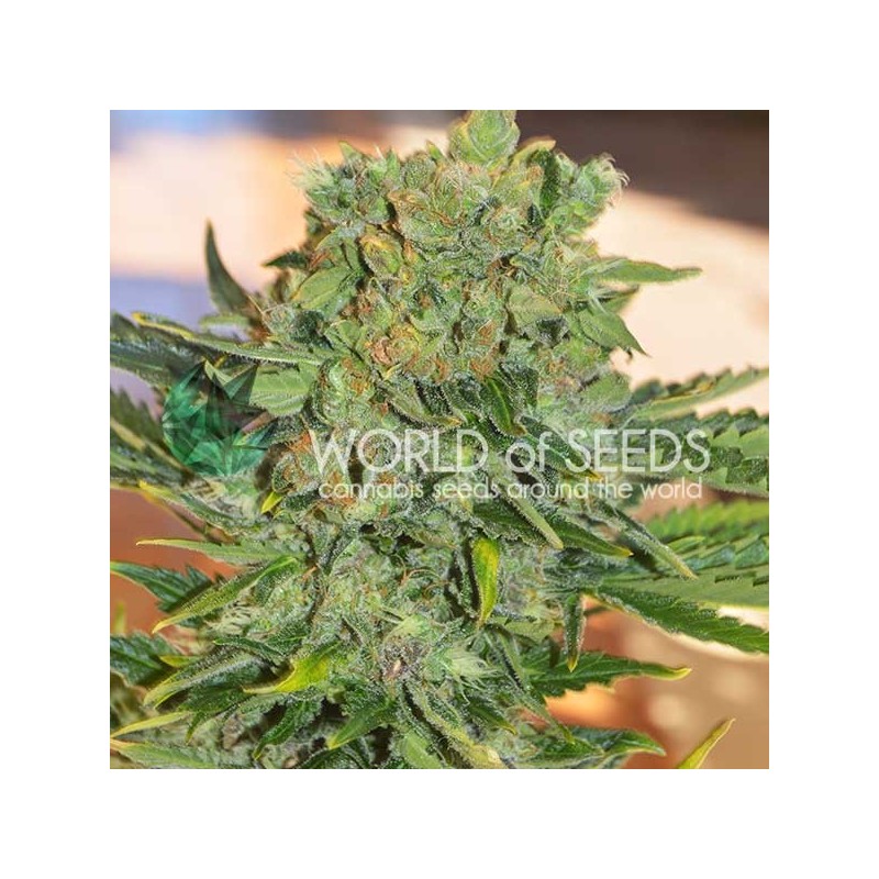 TONIC RYDER AUTO · World Of Seeds · graines de cannabis · AutoFem