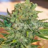 TONIC RYDER AUTO · World Of Seeds · cannabis seeds · AutoFem