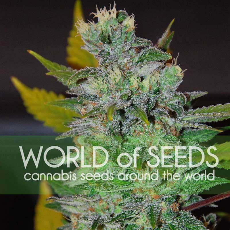 SPACE · World Of Seeds · graines de cannabis  · Fem