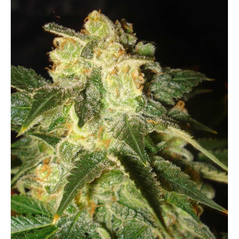 PAKISTAN RYDER · World Of Seeds · graines de cannabis · AutoFem