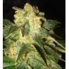 PAKISTAN RYDER · World Of Seeds · kenevir tohum · Disi · AutoFem