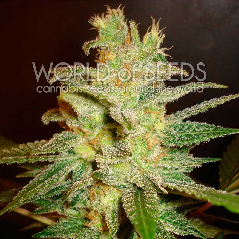 NORTHERN LIGHT X BIG BUD · World Of Seeds · cannabis samen · Fem
