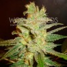 NORTHERN LIGHT X BIG BUD · World Of Seeds · cannabis samen · Fem