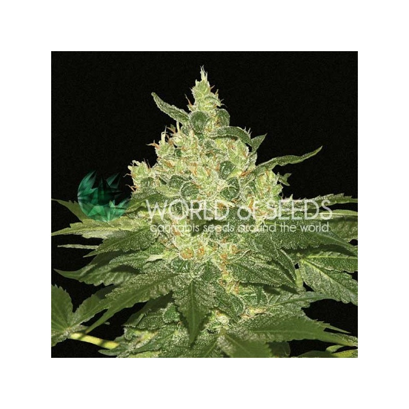 AFGHAN KUSH · World Of Seeds · graines de cannabis · Fem