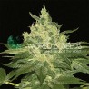 AFGHAN KUSH · World Of Seeds · cannabis seeds · Fem