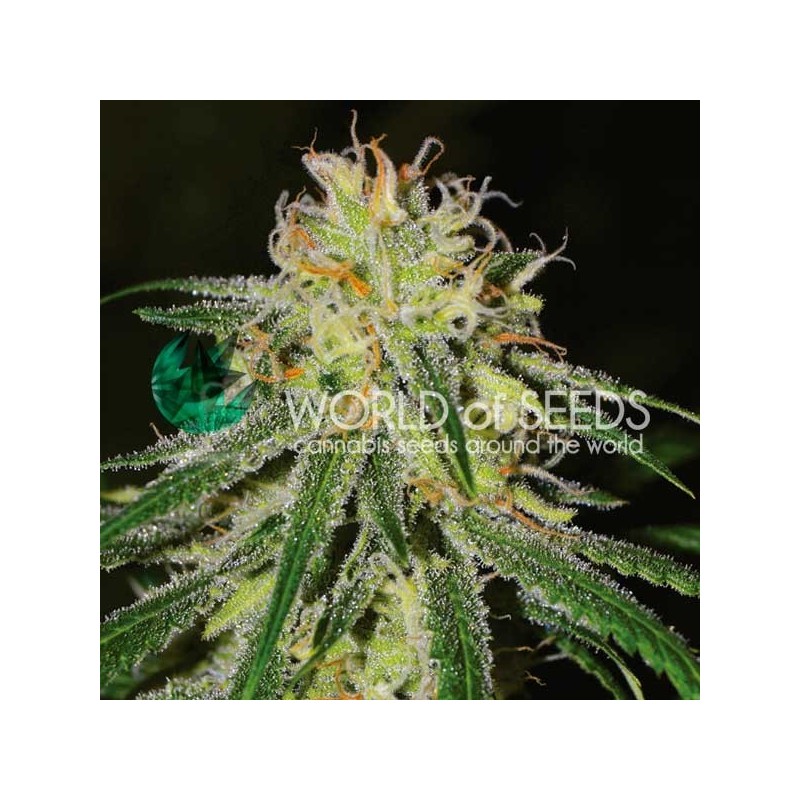 AMNESIA EARLY HARVEST · World Of Seeds · graines de cannabis · Fem