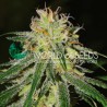 AMNESIA EARLY HARVEST · World Of Seeds · graines de cannabis  · Fem