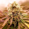 APPALACHIAN KUSH EARLY VERSION · World Of Seeds · graines de cannabis  · Fem