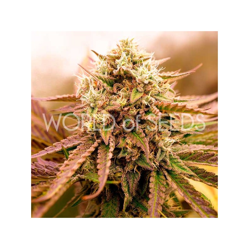 APPALACHIAN KUSH · World Of Seeds · graines de cannabis · Fem
