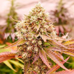 BURGER KUSH  · World Of...