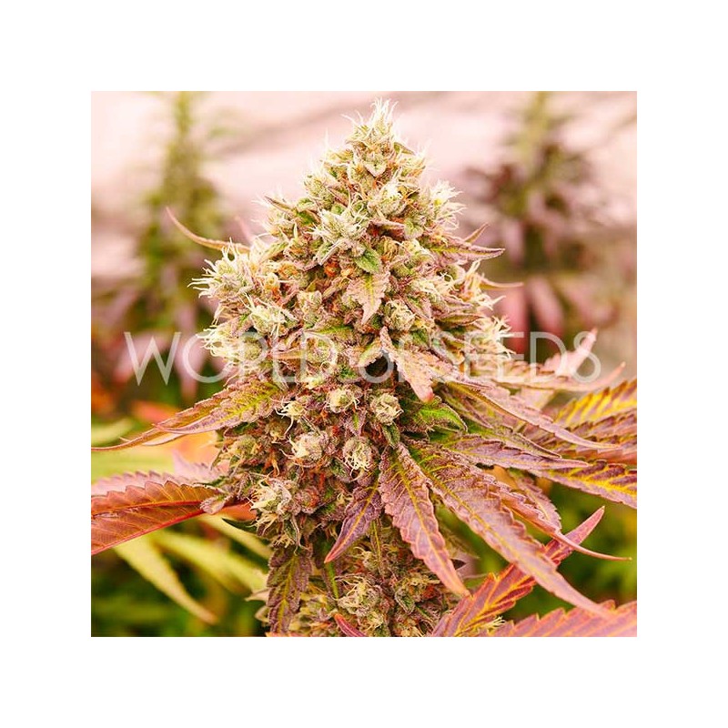 BURGER KUSH · World Of Seeds · graines de cannabis · Fem