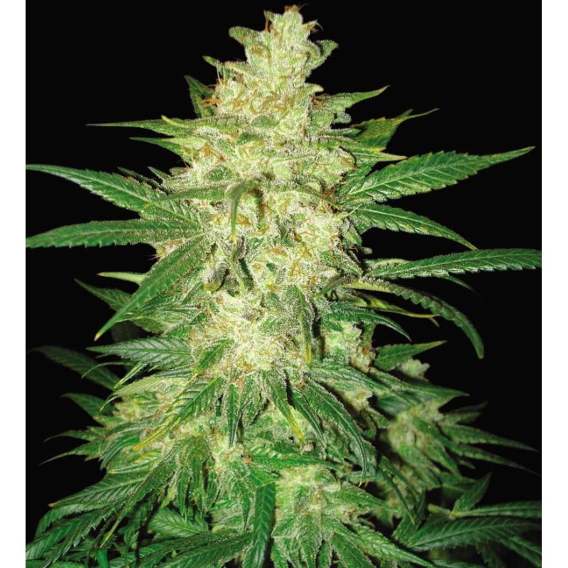 COLOMBIAN GOLD RYDER AUTO · World Of Seeds · graines de cannabis · AutoFem