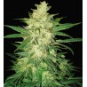 COLOMBIAN GOLD RYDER AUTO · World Of Seeds · graines de cannabis · AutoFem