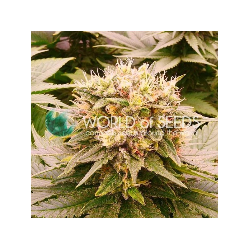 HARLEQUEEN THC FREE · World Of Seeds · sementes de maconha  · Fem