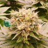 HARLEQUEEN THC FREE · World Of Seeds · graines de cannabis  · Fem