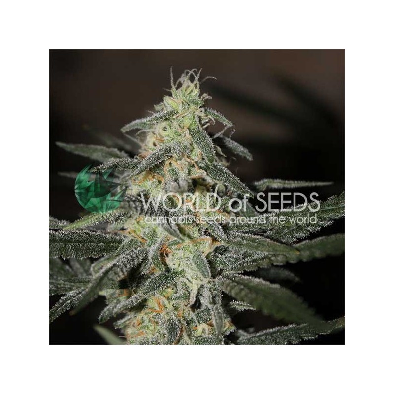 NORTHERN LIGHTS X BIG BUD EARLY VERSION · World Of Seeds · graines de cannabis · Fem