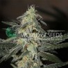 NORTHERN LIGHTS X BIG BUD EARLY VERSION · World Of Seeds · graines de cannabis  · Fem