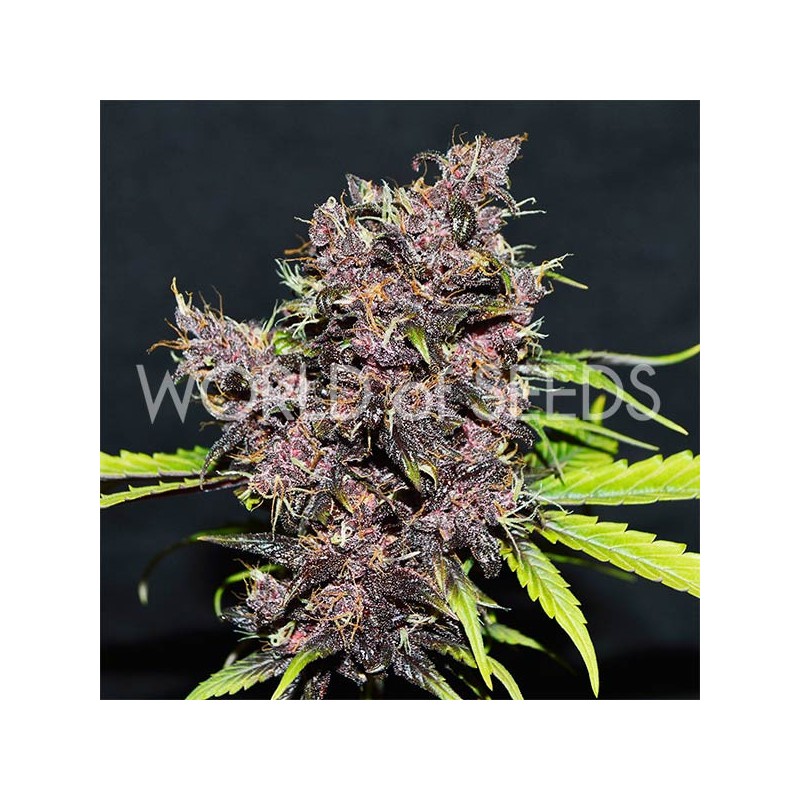 PURPLE AFGHAN KUSH RYDER AUTO · World Of Seeds · graines de cannabis · AutoFem