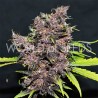 PURPLE AFGHAN KUSH RYDER AUTO · World Of Seeds · graines de cannabis · AutoFem